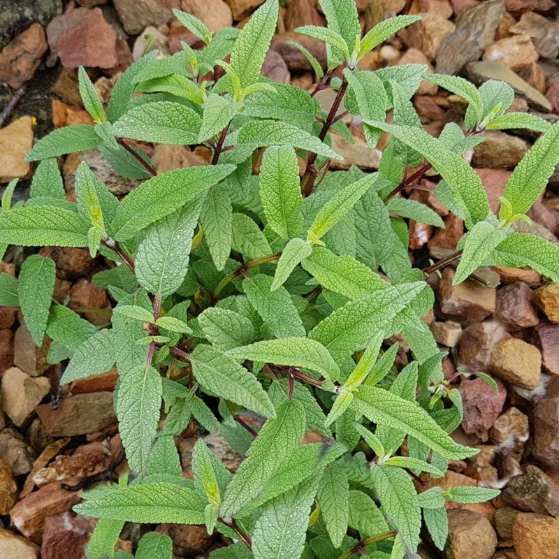Pineapple Sage Live Plant - Fragrant Herb, Red Flowers, 4 Inch Pot - Image 4