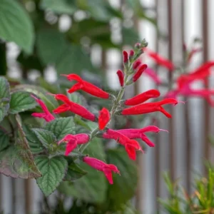 Pineapple Sage Live Plant - Fragrant Herb, Red Flowers, 4 Inch Pot - Image 5