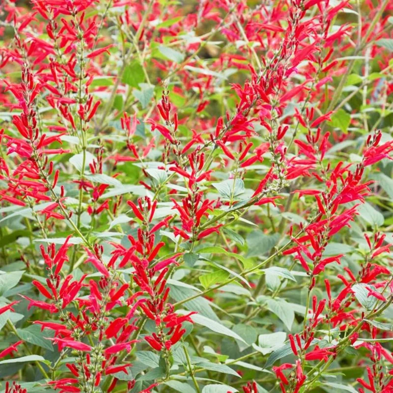 Pineapple Sage Live Plant - Fragrant Herb, Red Flowers, 4 Inch Pot - Image 6