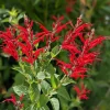 Pineapple Sage Live Plant - Fragrant Herb, Red Flowers, 4 Inch Pot - Image 1