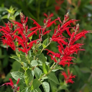 Pineapple Sage Live Plant - Fragrant Herb, Red Flowers, 4 Inch Pot - Image 1