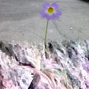 Pinguicula Primuliflora Butterwort Plant - Carnivorous Primrose, 3 inch Pot, Indoor/Outdoor - Image 3