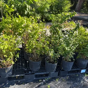 Pink Angelwing Jasmine Live Plant - Jasminum Nitidum Fragrant Vine, White Blooms - Image 10