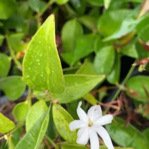 Pink Angelwing Jasmine Live Plant - Jasminum Nitidum Fragrant Vine, White Blooms - Image 6