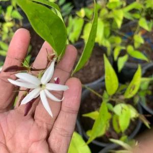 Pink Angelwing Star Jasmine Live Plant - Fragrant White Blooms, Vine - Image 1