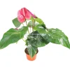 Pink Anthurium Live Plant – 6 inch Potted Houseplant – Indoor Flowering Plant - Image 1