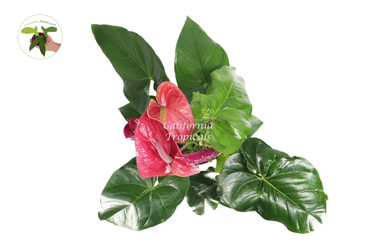 Pink Anthurium Live Plant – 6 inch Potted Houseplant – Indoor Flowering Plant - Image 2