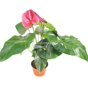 Pink Anthurium Live Plant – 6 inch Potted Houseplant – Indoor Flowering Plant - Image 1
