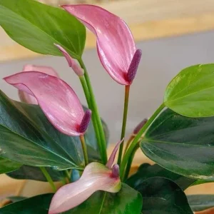 Pink Anthurium Zizou Live Plant - 4