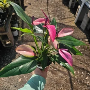Pink Anthurium Zizou Live Plant - 4