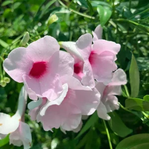 Pink Bower Vine Live Plant - Pandorea Jasminoides Rosea 2 ft tall in 6 inch pot - Image 1