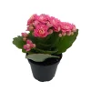 Pink Calandiva Live Plant – Kalanchoe – 2.5 Inch Pot – Double Pink Blooms – Indoor Plant - Image 1
