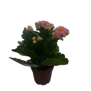 Pink Calandiva Live Plant – Kalanchoe – 2.5 Inch Pot – Double Pink Blooms – Indoor Plant - Image 2