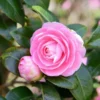Pink Camellia Live Plant – 4 inch Pot – Outdoor Flowering Shrub - Image 1