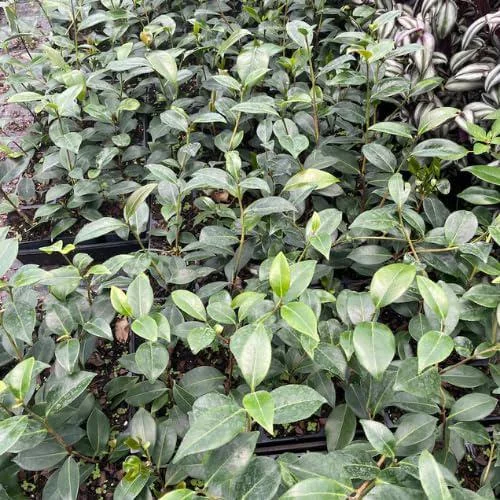 Pink Camellia Live Plant – 4 inch Pot – Outdoor Flowering Shrub - Image 2