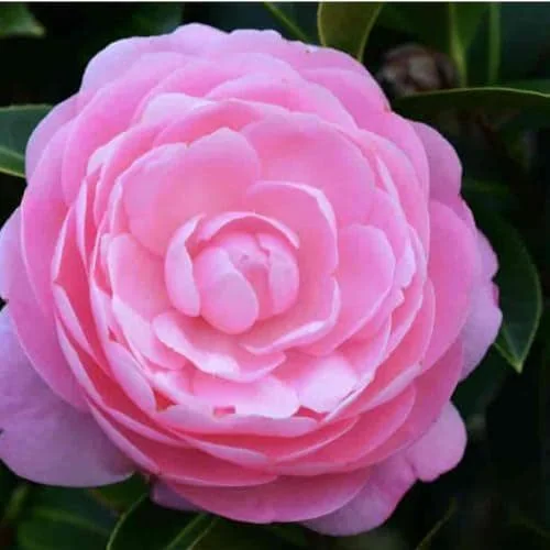 Pink Camellia Live Plant – 4 inch Pot – Outdoor Flowering Shrub - Image 3