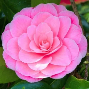 Pink Camellia Live Plant – 4 inch Pot – Outdoor Flowering Shrub - Image 4