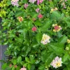 Pink Caprice Lantana Live Plant Set – 2-Pack, 4-6 inch Tall, Outdoor Shrub - Image 1