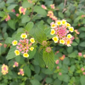Pink Caprice Lantana Live Plant Set – 2-Pack, 4-6 inch Tall, Outdoor Shrub - Image 2