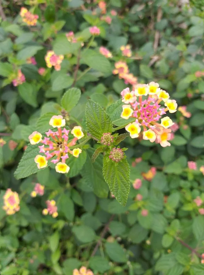 Pink Caprice Lantana Live Plant Set – 2-Pack, 4-6 inch Tall, Outdoor Shrub - Image 2