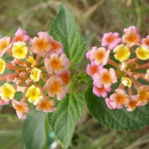 Pink Caprice Lantana Live Plant Set – 2-Pack, 4-6 inch Tall, Outdoor Shrub - Image 3