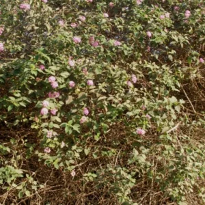 Pink Caprice Lantana Live Plant Set – 2-Pack, 4-6 inch Tall, Outdoor Shrub - Image 4