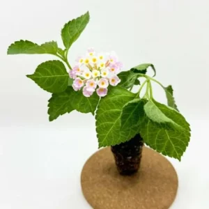 Pink Caprice Lantana Live Plant Set – 2-Pack, 4-6 inch Tall, Outdoor Shrub - Image 6