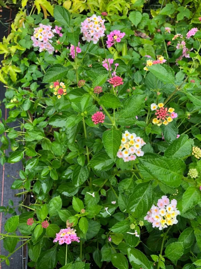 Pink Caprice Lantana Live Plant Set – 2-Pack, 4-6 inch Tall, Outdoor Shrub - Image 1