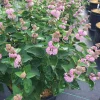 Pink Caryopteris Live Plant - Bluebeard Shrub - 4 inch Pot - Outdoor - Image 1