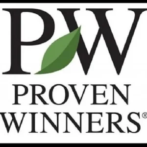 Pink Caryopteris Live Plant - Bluebeard Shrub - 4 inch Pot - Outdoor - Image 2