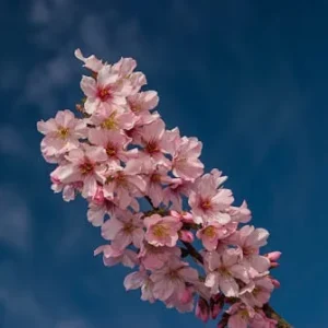 Pink Cloud Flowering Cherry Tree – 2-3 ft Tall, Grafted, Live Plant in 3 Gal Pot - Image 2