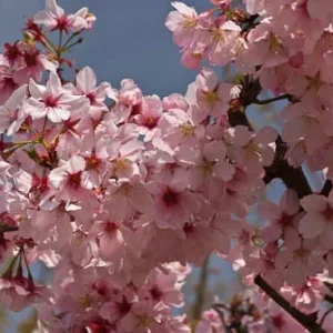 Pink Cloud Flowering Cherry Tree – 2-3 ft Tall, Grafted, Live Plant in 3 Gal Pot - Image 1