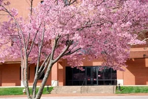 Pink Cloud Flowering Cherry Tree – Live Plant – 2 to 3 Feet Tall – 3 Gallon Pot – Outdoor - Image 1