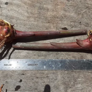 Pink Coral Hedychium Ginger Rhizomes - 2x Live Bulbs, Tropical Plant - Image 2