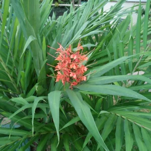 Pink Coral Hedychium Ginger Rhizomes - 2x Live Bulbs, Tropical Plant - Image 4