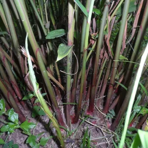 Pink Coral Hedychium Ginger Rhizomes - 2x Live Bulbs, Tropical Plant - Image 6