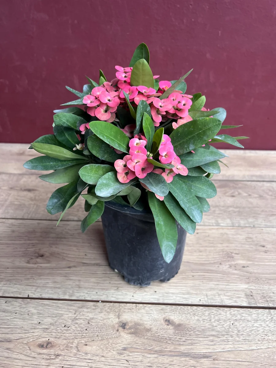 Pink Crown of Thorns Live Plant, Euphorbia milii, 6 inch Pot, Indoor/Outdoor - Image 2