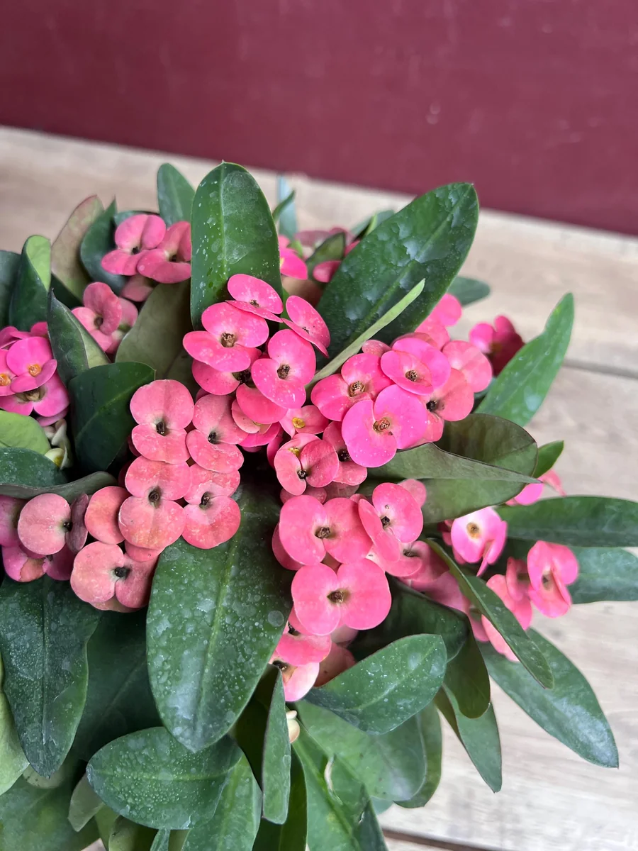 Pink Crown of Thorns Live Plant, Euphorbia milii, 6 inch Pot, Indoor/Outdoor - Image 4