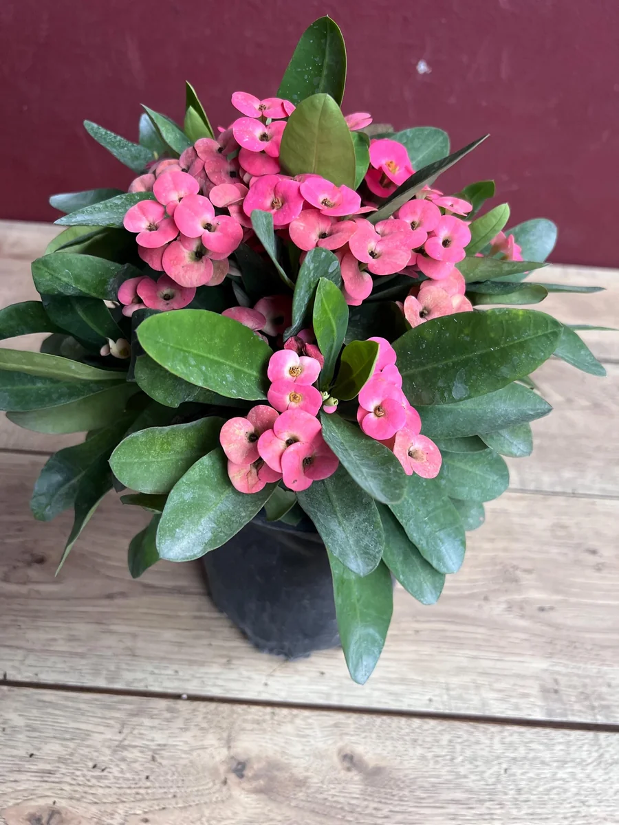 Pink Crown of Thorns Live Plant, Euphorbia milii, 6 inch Pot, Indoor/Outdoor - Image 6