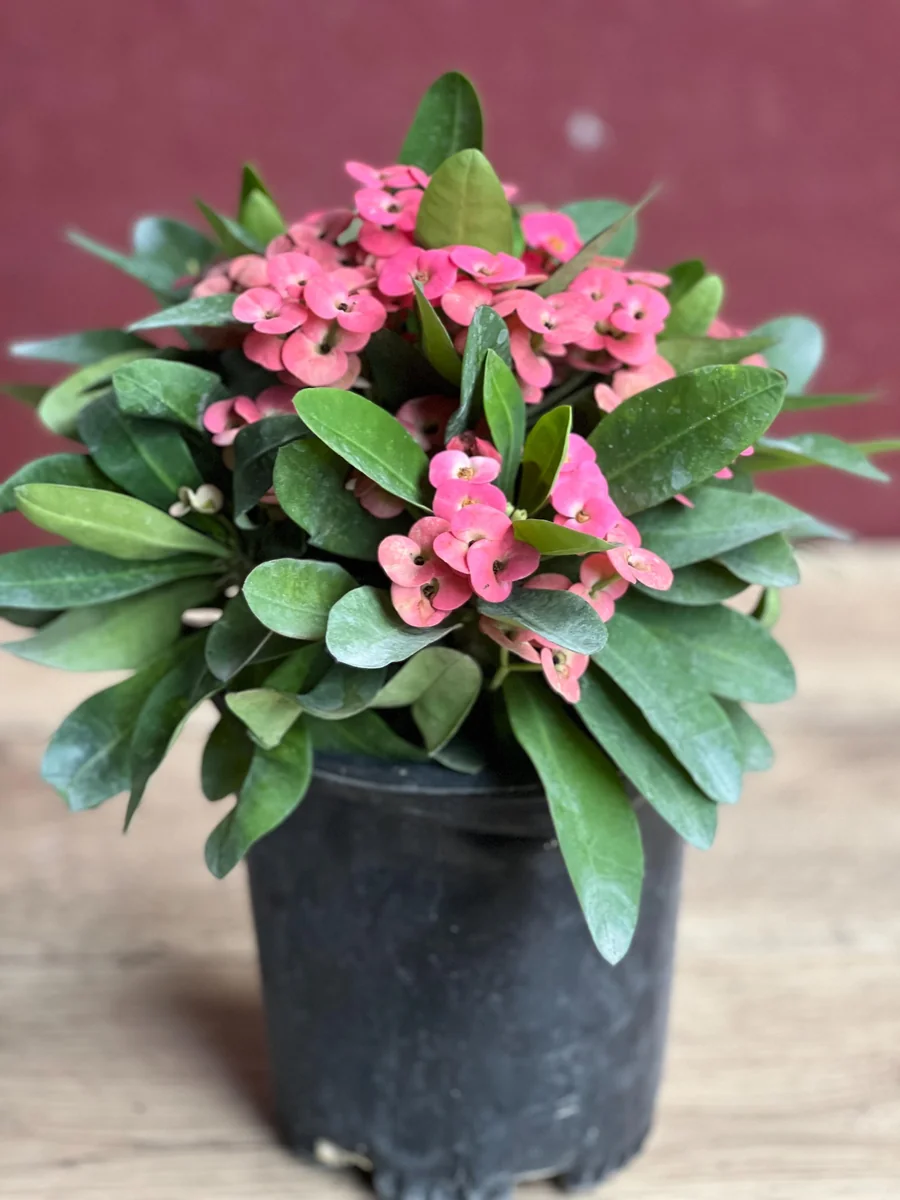 Pink Crown of Thorns Live Plant, Euphorbia milii, 6 inch Pot, Indoor/Outdoor - Image 7