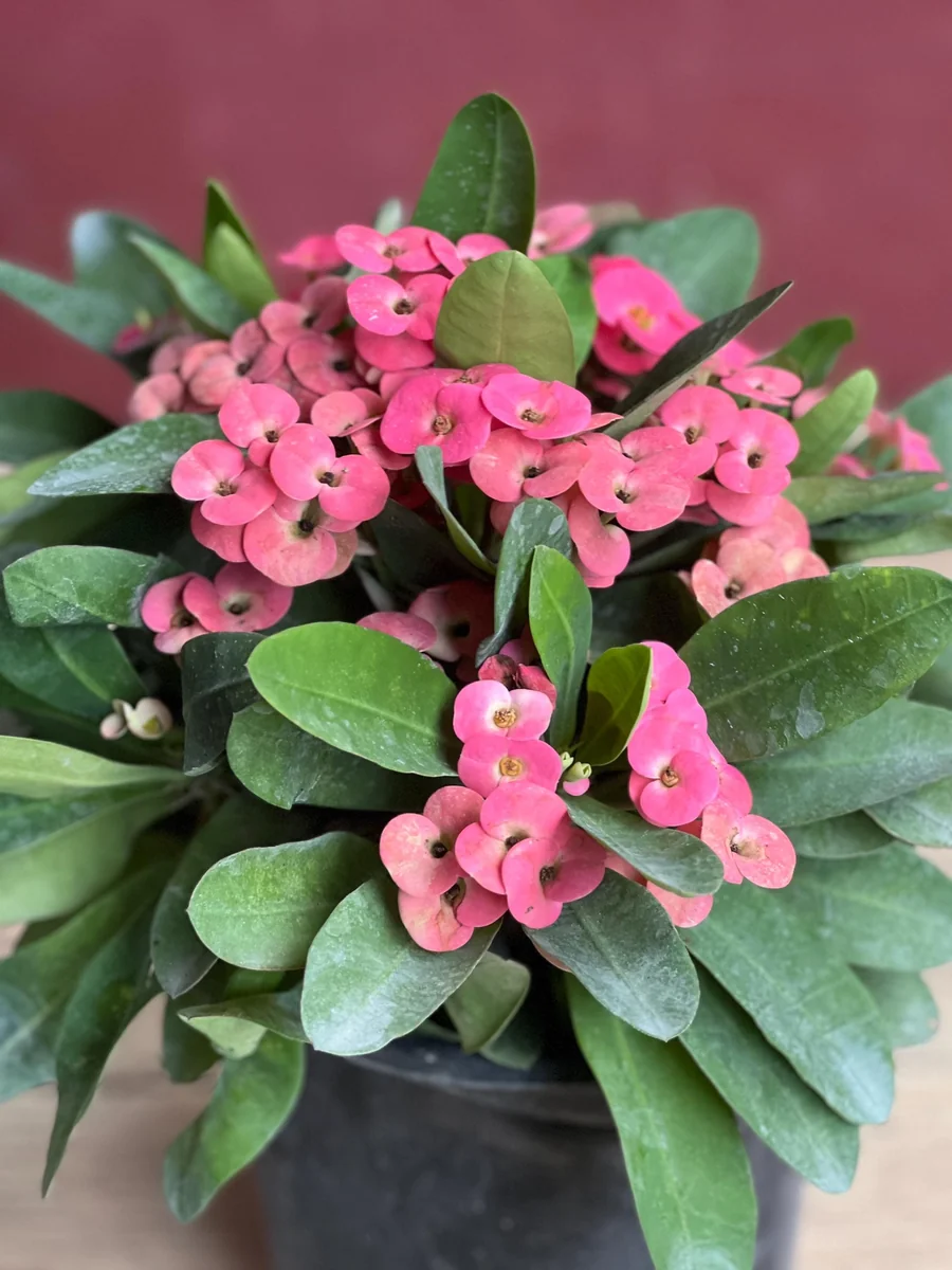 Pink Crown of Thorns Live Plant, Euphorbia milii, 6 inch Pot, Indoor/Outdoor - Image 1
