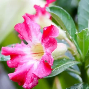 Pink Desert Rose Live Plant – Adenium Obesum Starter – 6-8 Inches Tall – Outdoor Succulent - Image 10