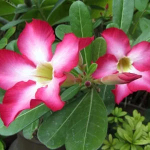 Pink Desert Rose Live Plant – Adenium Obesum Starter – 6-8 Inches Tall – Outdoor Succulent - Image 3