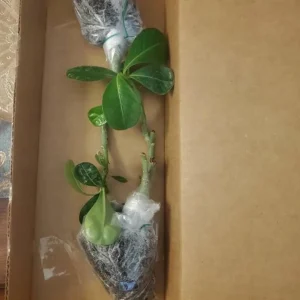 Pink Desert Rose Live Plant – Adenium Obesum Starter – 6-8 Inches Tall – Outdoor Succulent - Image 6