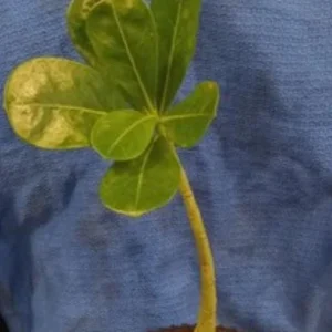 Pink Desert Rose Live Plant – Adenium Obesum Starter – 6-8 Inches Tall – Outdoor Succulent - Image 7