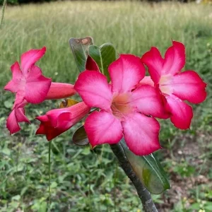 Pink Desert Rose Live Plant – Adenium Obesum Starter – 6-8 Inches Tall – Outdoor Succulent - Image 8
