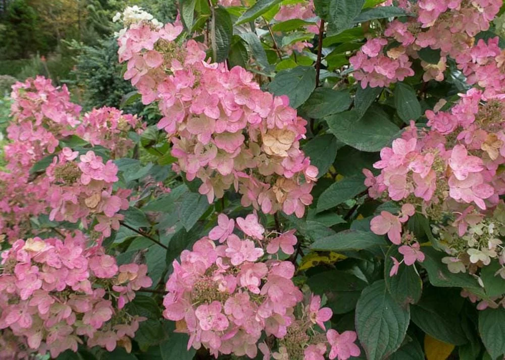 Pink Diamond Hydrangea Bare Root Starter Plant - 3 Pack, 6-8" Tall, Hardy Panicle - Image 2