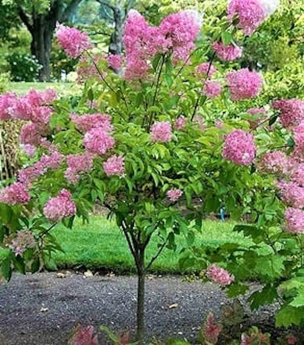 Pink Diamond Hydrangea Bare Root Starter Plant - 3 Pack, 6-8" Tall, Hardy Panicle - Image 3