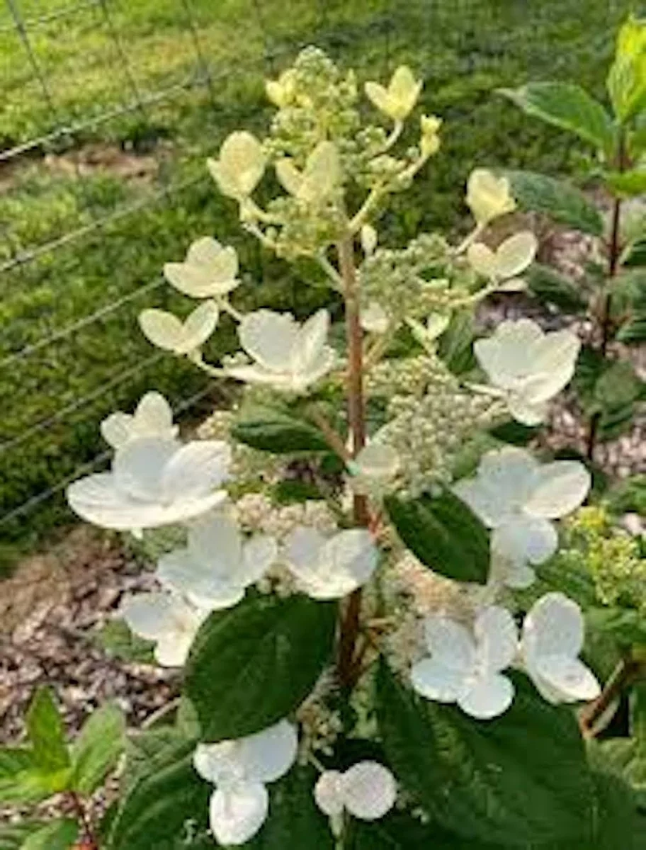 Pink Diamond Hydrangea Bare Root Starter Plant - 3 Pack, 6-8" Tall, Hardy Panicle - Image 4