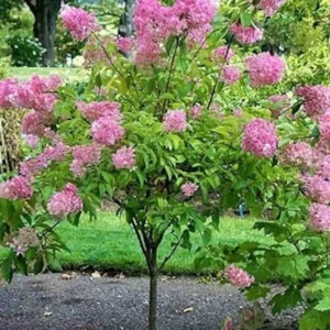 Pink Diamond Hydrangea Bare Root Starter Plant - 3 Pack, 6-8
